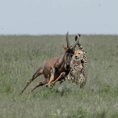 a gazelle running in a field of grass at Mara Major Camp in Masai Mara