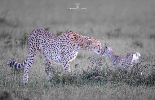 a cheetah with its mouth open in a field at Mara Major Camp in Masai Mara