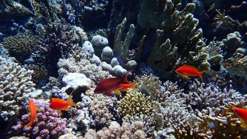 a group of fish on a coral reef at Frogfish Apartment in Dahab