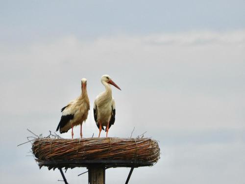 two birds sitting on top of a nest at Guesthouse De Wissen in Dilsen-Stokkem
