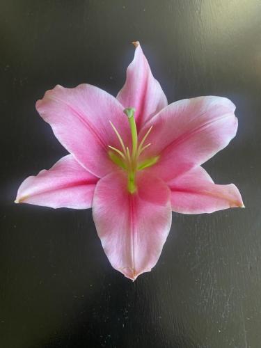 a pink flower sitting on top of a table at The Museum - Au Lit, Jérôme! in Antwerp