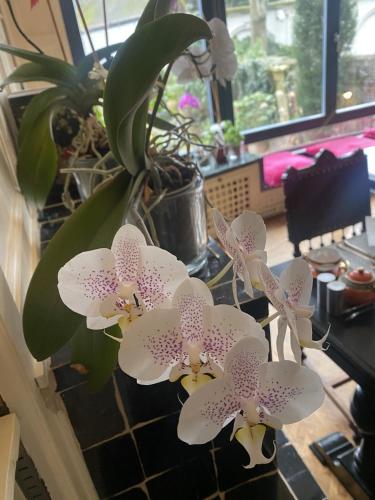 a group of white orchid flowers on a table at The Museum - Au Lit, Jérôme! in Antwerp