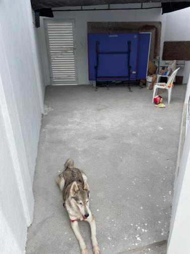 ein Hund, der in einer Garage auf dem Boden liegt in der Unterkunft Casa de Playa con piscina in Anconcito