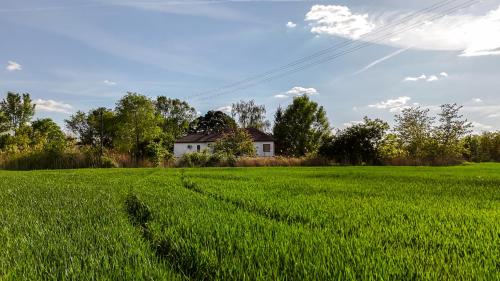un campo de césped verde con una casa en el fondo en Banat Terra Biserno Ostrvo en Novi Bečej