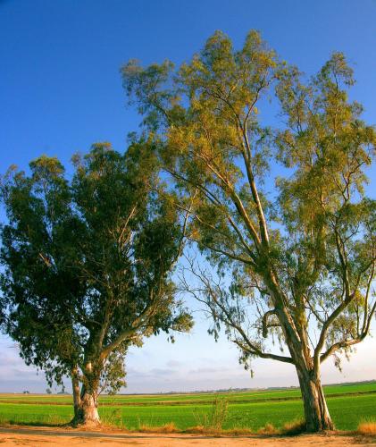 two trees in the middle of a field at Hotel La Rápita in Sant Carles de la Ràpita