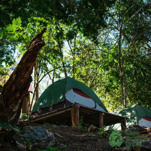 une tente dans les bois à côté d'un arbre dans l'établissement Casa Aragón Ortiz 2, 