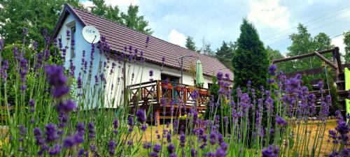 un campo de flores púrpuras frente a un edificio en Dom Na Skarpie - Ucieczka Na Wieś - Kominek, en Drążek
