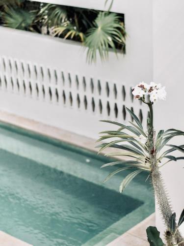 a plant in a vase next to a swimming pool at Residencia Tropical Don Bonito in Sayulita
