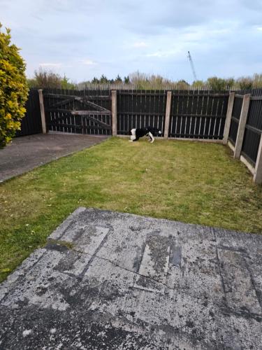 un cane bianco e nero steso in un cortile di Room to rent a Belfast
