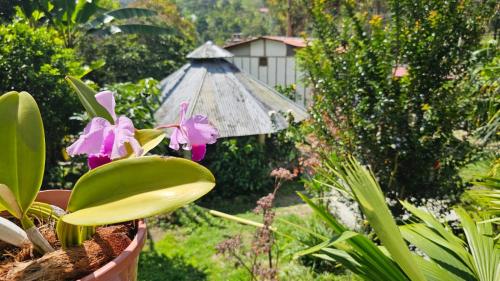 a potted plant with an umbrella in a garden at Entre Cantos - Hospedaje Rural in Ibagué
