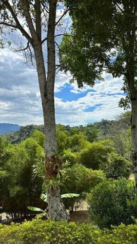 a tree with plants growing on the side of it at Villa Diana, Condominio Oasis in Guayabal de Síquima