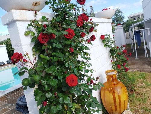 a vase sitting next to a wall with red roses at La dimora di nonna Giuliana in Ostuni