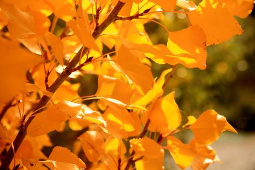 a group of yellow leaves on a tree at Las Pitras Lodge in Epuyén