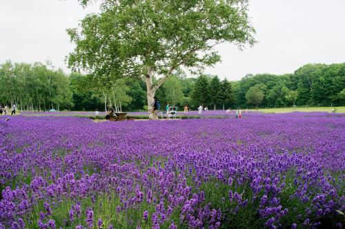 a field of purple flowers with a tree in the background at Extreme in Sapporo