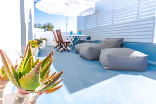 a plant in a vase in a living room at Smarula Villa in Firostefani