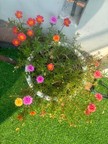a pot of flowers sitting on the grass at Good Morning Hoi An Homestay and Hostel in Hoi An