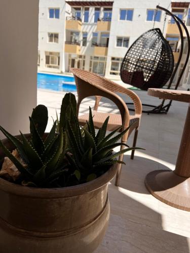 a plant in a pot sitting next to a chair at Port Ghalib Apartments in Port Ghalib