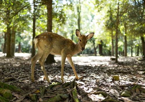 Un ciervo bebé caminando por el bosque en gyulai campingresort, en Gyula