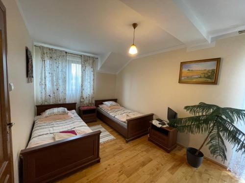 a bedroom with two beds and a plant in it at Pod Dziką Różą in Baligród