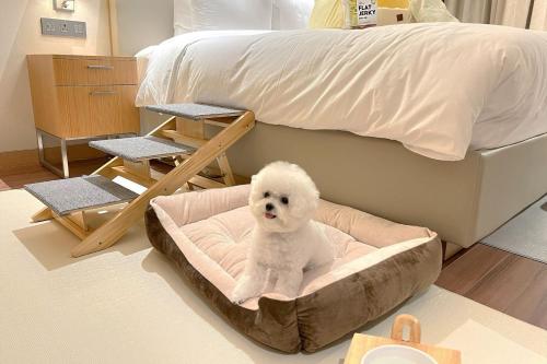 a white dog sitting in a dog bed next to a bed at Courtyard by Marriott Seoul Botanic Park in Seoul