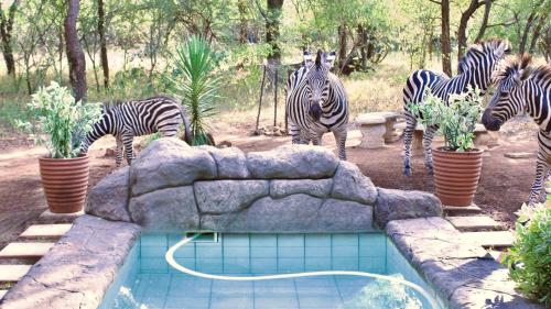 a group of zebras standing around a swimming pool at Kruger Kumba - Mugwenzi in Marloth Park