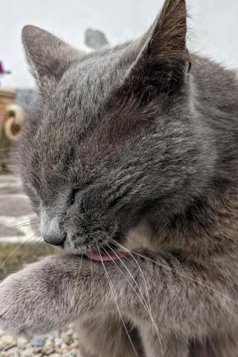 a gray cat sleeping with its eyes closed at Marina VIP in Marciana