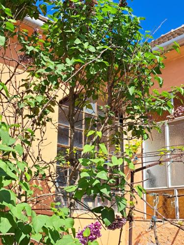a tree in front of a building with windows at Eagles Court - Orlovski Vrt in Staji°evo