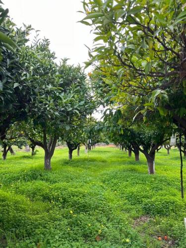 a row of trees in a field of green grass at ktima_countryliving in Samos