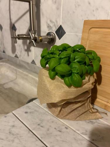 a green plant sitting on top of a counter at La Porta sui Monti di Luna in Carrara