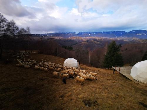 eine Herde Schafe auf einem Feld mit Zelt in der Unterkunft Glamping ZAZEN in Drumu Carului