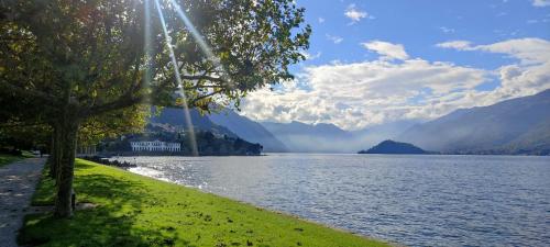 a tree sitting next to a body of water at Villa Chalet Bellagio Panorama in Bellagio