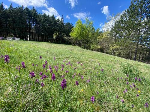 a field of purple flowers in a grassy field at Chalet Ricciano in Foligno