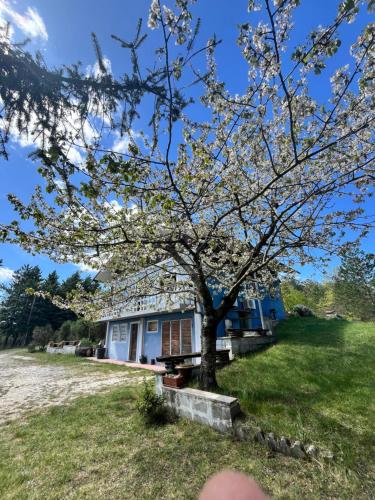 a tree in front of a blue house at Chalet Ricciano in Foligno