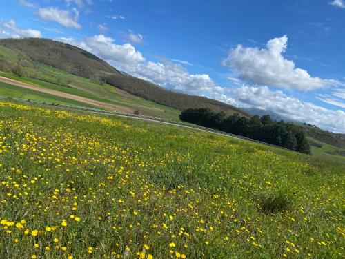 a field full of yellow flowers on a hill at Chalet Ricciano in Foligno