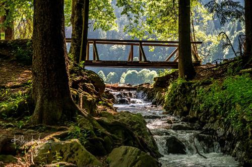 a bridge over a river in a forest at Fewo Turmblick in Oberried