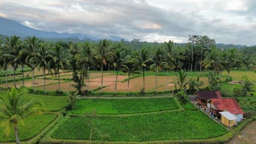 an aerial view of a field with palm trees at Padi Bungalow in Tetebatu