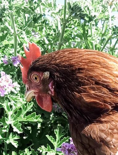 a brown chicken with a red head standing in front of flowers at Podere Kiri Dome Experience in Decimomannu