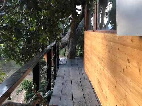 a wooden walkway leading into a tree house at Eagle Eye Yala in Yala