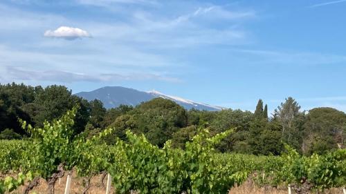 a mountain in the distance behind a row of vines at Pause spa sur la route du Ventoux adults only in Carpentras
