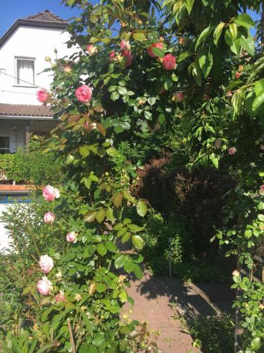 a rose bush with pink roses in a yard at Szalonka apartman in Budakalász