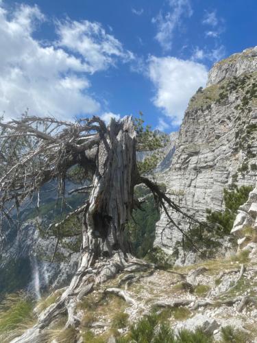 a tree on the side of a mountain at Rupa Guest House in Theth