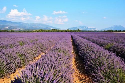 a field of lavender with mountains in the background at Entre les Alpilles et le Luberon 3 chambres 10 pers in Cavaillon