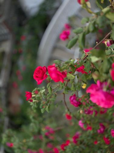 a group of pink roses growing in a garden at Hotel Tamar Mepe in Kutaisi