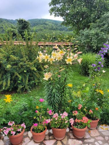 a garden filled with lots of different types of flowers at KUĆA OSMEHA KALNA in Kalna