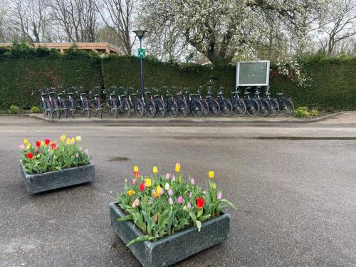 two containers of flowers in a parking lot with bikes at Bondi Beach in Renesse