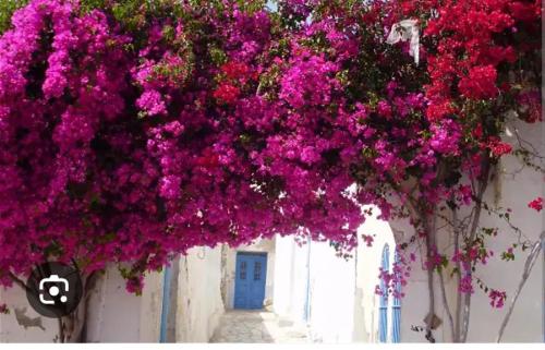 un montón de flores púrpuras colgando de un edificio en Maison hergla en Sousse