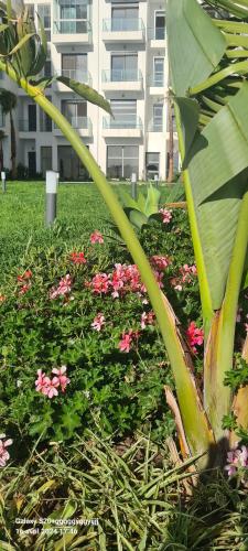 a garden with pink flowers in front of a building at Cosy & Confort Studio près de l'aéroport in Nouaceur