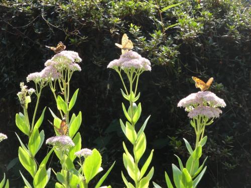 three butterflies are sitting on purple flowers at 古民家の宿 ふるま家 Furumaya House Gastronomic Farmstay in Deep Kyoto in Fukuchiyama