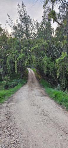 a dirt road with trees on either side at Cabaña el rincon de la abuela in Guasca