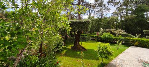 un jardín con un árbol, césped verde y arbustos en Casa Dos Vales 11, en Pedreiras